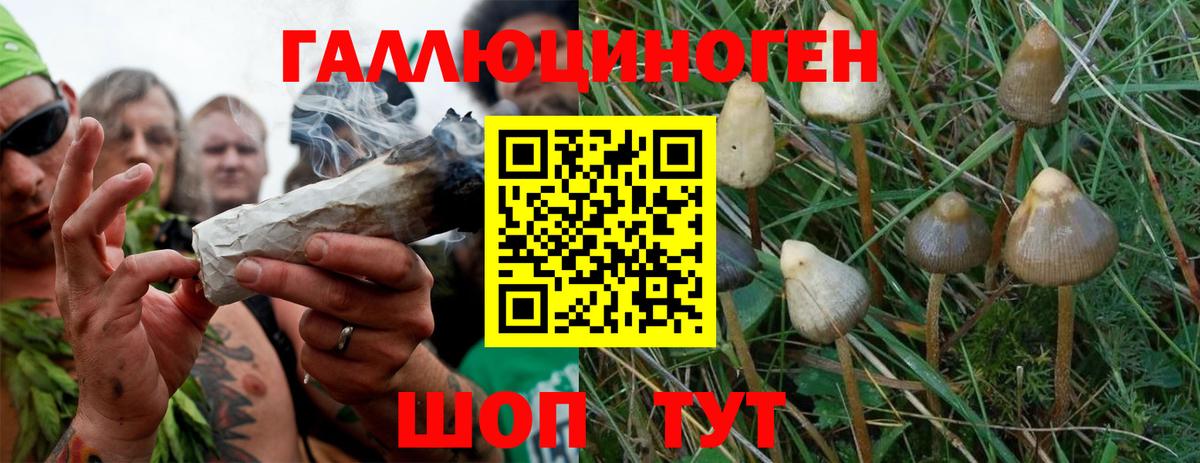 Королёв  Галлюциногенные грибы Cubensis  Вход с VPN 